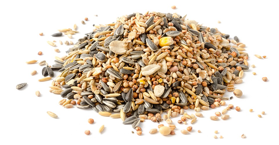 Europe Birdseed